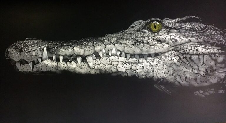 Crocodile 1